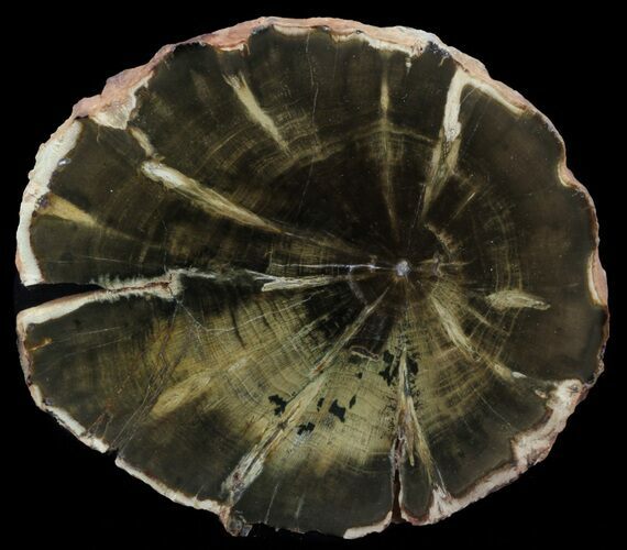 Woodworthia Petrified Wood Slab - Zimbabwe #41488